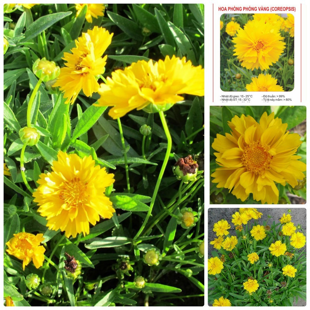 HẠT GIỐNG HOA PHÒNG PHÒNG VÀNG - GÓI 0,5 GRAM
