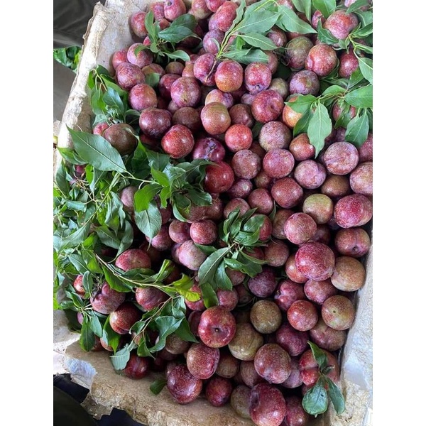 Bao ngon,sò khóm,ốc quế,da heo và nhiều món ngon