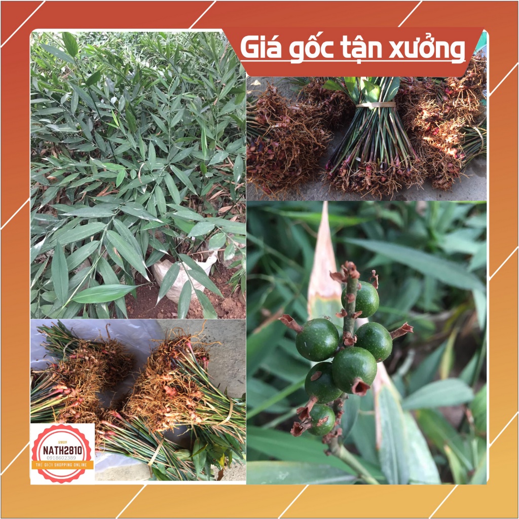 1kg Khinh Phja  Lạng Sơn, gia vị lạp sườn