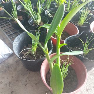 CÁC LOẠI NẮNG CÂY GIỐNG