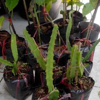 4 cây giống thanh long ruột tím hồng có bầu đất ( tặng 1 cành ruột đỏ)