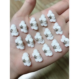 hoa bột - cúc cánh nửa- hoa ruby