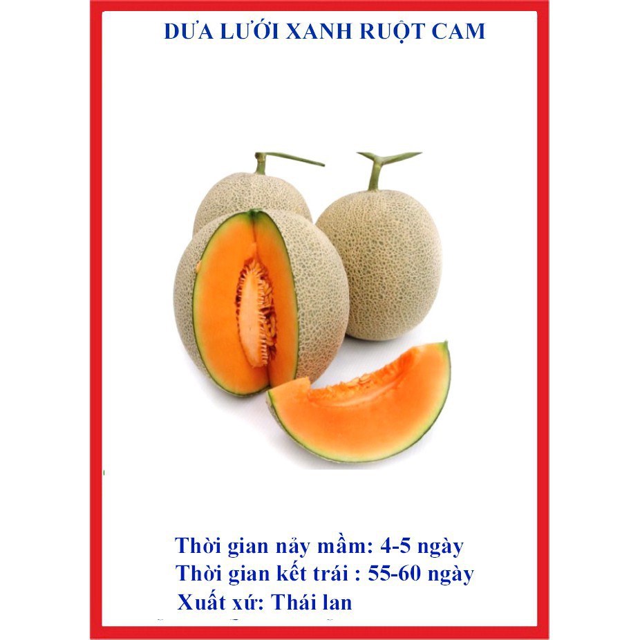 20 hạt giống dưa lưới xanh ruột cam TẶNG KÈM PHÂN VÀ KÍCH MẦM
