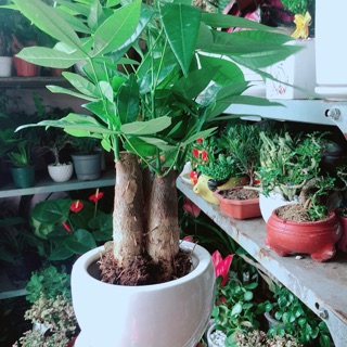 Chậu Cây Kim Ngân 3 Thân
