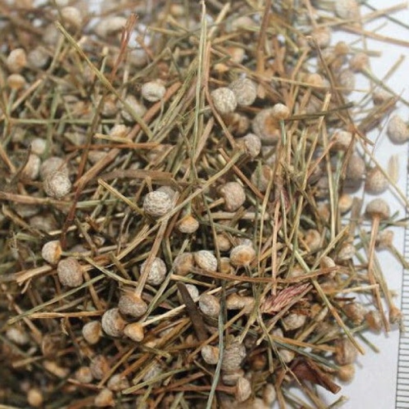 CỐC TINH THẢO (Cỏ Dùi Trống)~ giúp sáng mắt loại 1 [500g]