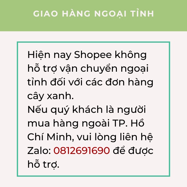Cây lưỡi hổ Thái , cây phong thủy trồng trong nhà, cây cảnh mini để bàn trang trí nội thất văn phòng