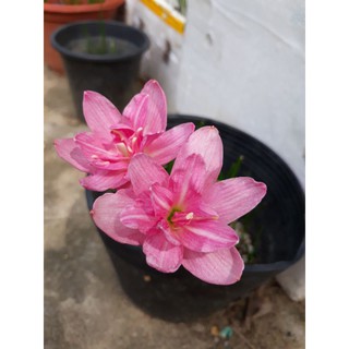 01 củ huệ mưa cánh kép double lotus size baby