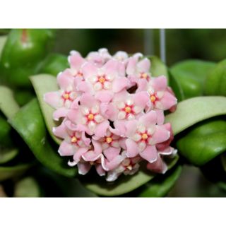 Lan cẩm cù lá xoắn cây giống (5-7cm)