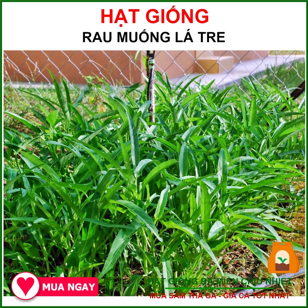 Hạt Giống Rau Muống Lá Tre RADO 50Gram