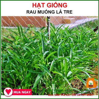 Hạt Giống Rau Muống Lá Tre RADO 50Gram