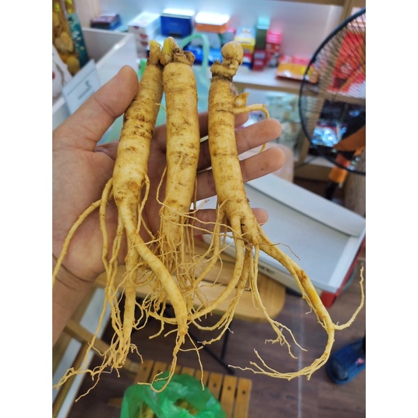 (SIÊU RẺ - 70k/CỦ khi mua 3CỦ) Nhân sâm gà 28-30 củ/kg - bán lẻ từng củ, Sâm hầm gà, nấu ăn, ngâm mật ong