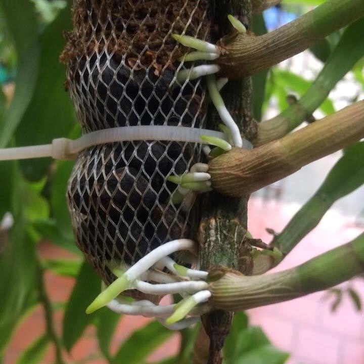 Phân dê - Vô túi lưới - 15cm - Bịch 20 túi