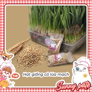 Hạt giống cỏ lúa mạch cho chó mèo 40g
