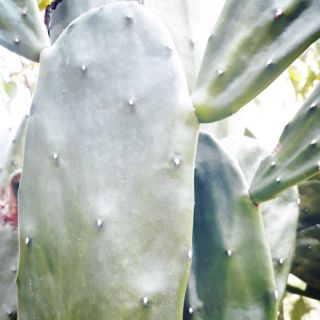 Cây lưỡi rồng . Họ xương rồng không gai . 60 bẹ 300k .