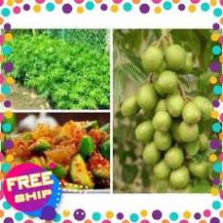 Cây giống cóc thái. Cây giống chuẩn F1 cho năng suất cao + Tặng 02 cây nhót ngọt