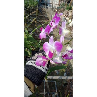 Cây giống dendro màu mix màu