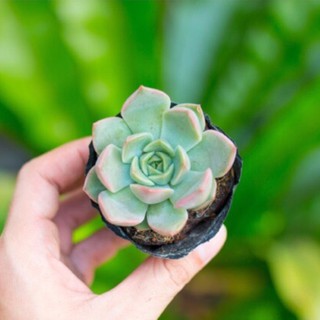 Sen đá kim lam 5-7cm - Vườn sen đá