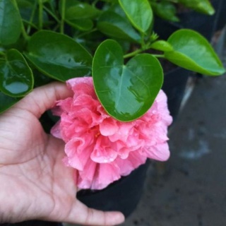 Cây bông bụp thái cánh kép  (giao màu ngẫu nhiên)
