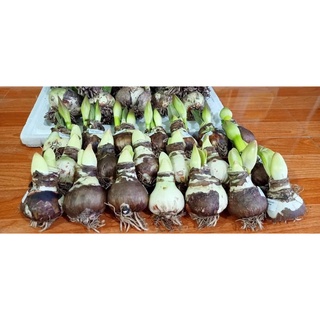Củ Hoa Lan Huệ Cánh Kép