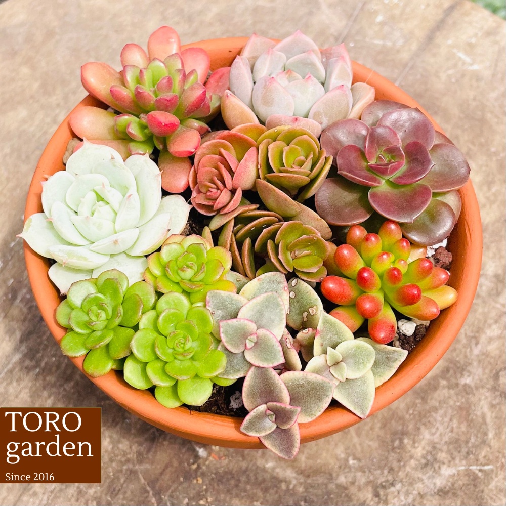 Sen đá Đà Lạt tiểu cảnh full set trang trí nhà cửa Toro garden