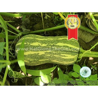 5h Hạt Giống Bí Hạt Đậu F1 Sai Quả TG116 (A1.302| C38A*W34*M302)