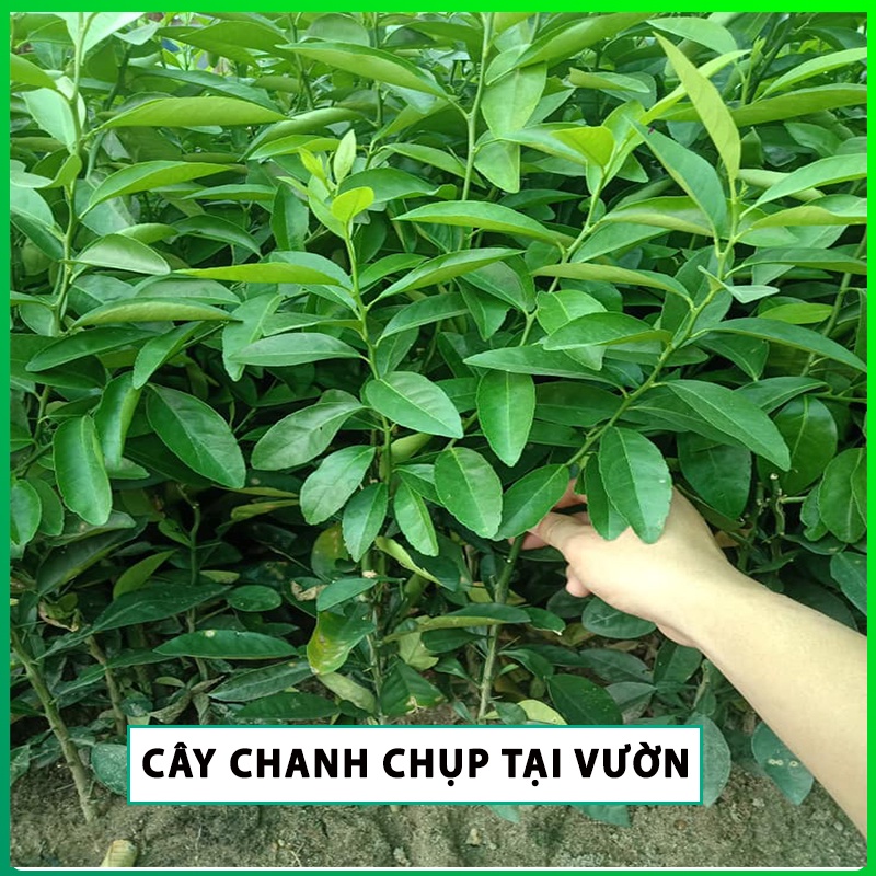 Cây Chanh Đào ruột đỏ ,cây giống Chanh Đào ruột đỏ kèm bầu đất cai từ 30-50cm cho mọng nước to tròn