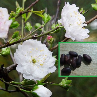 Hạt giống hoa mai trung quốc hoa màu trắng 5 hạt (TẶNG gói kích thích hạt nảy mầm)
