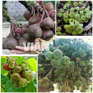 CÂY VẢ MẬT RỪNG