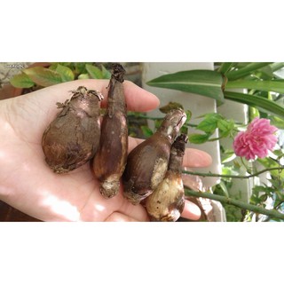 COMBO 10 CỦ BỈ NGẠN HOA CỰC ĐẸP