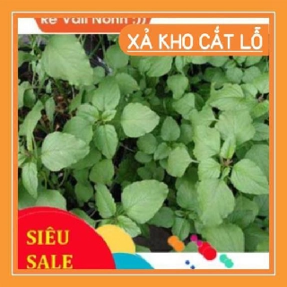 20gam hạt giống rau dền xanh chất lượng cao