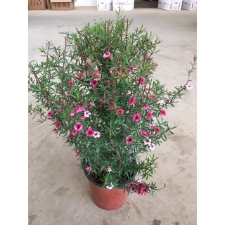 CÂY TÙNG TUYẾT MAI