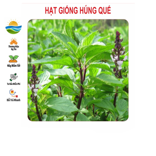 Hạt giống húng quế 2gram