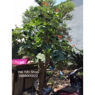 Cây Ngô Đồng Phong Thuỷ Tốt Lành
