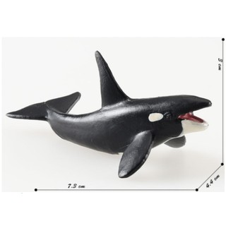 Mô Hình Cá Voi Sát Thủ - Trường Thịnh Sài Gòn