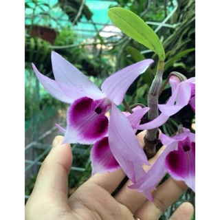 Lan phi điệp tím cây giống 1 năm 4-6cm