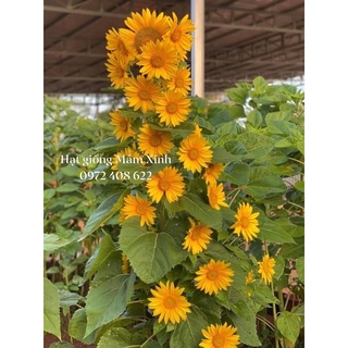 20 Hạt giống hoa hướng dương tháp vàng siêu bông. Nảy mầm siêu tốt, chuẩn hình 100% nha.