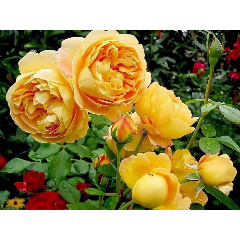 Gốc hồng cổ Sa Pa đủ màu