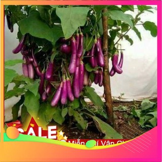 Hạt giống cà tím dài f1 - 200 hạt vietgar