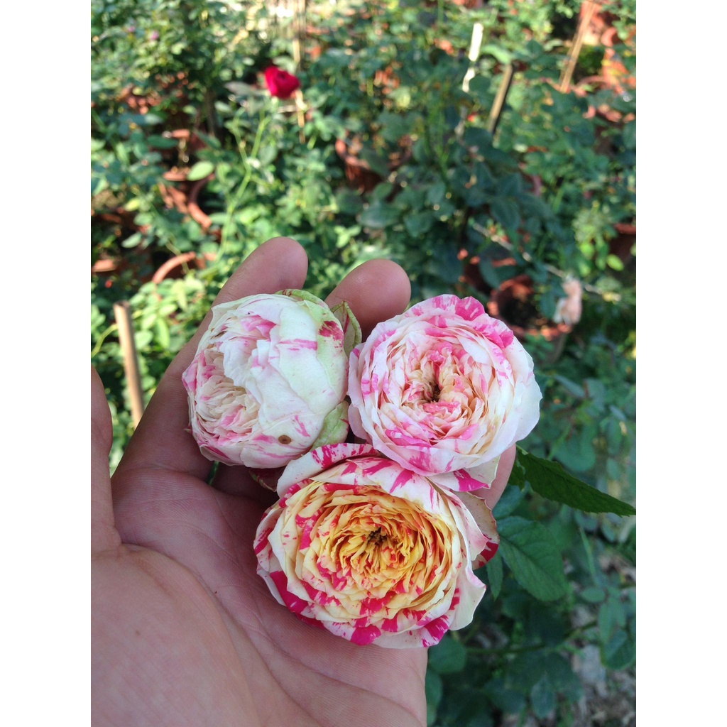 Hoa hồng ngoại Party Ranucula vũ điệu màu sắc -Hoangoaimelinh