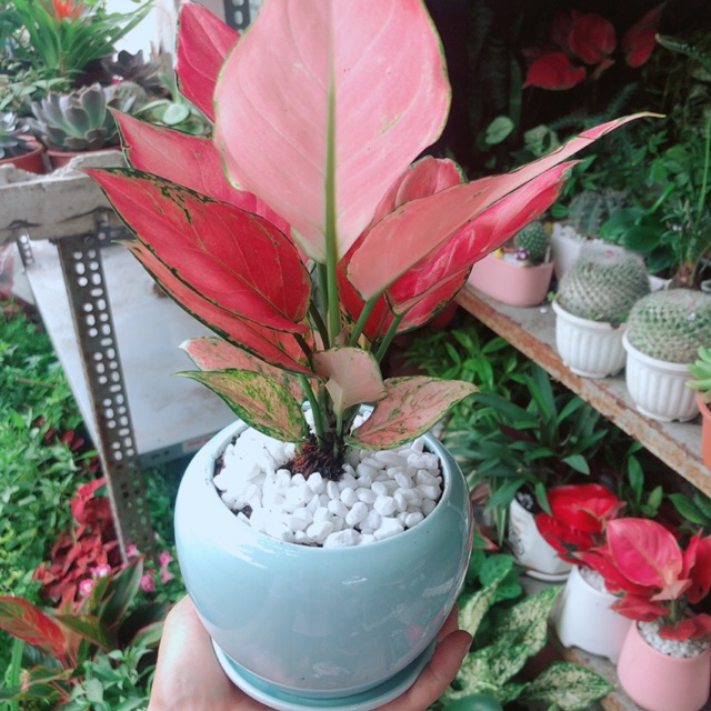 Chậu Vạn Lộc Hồng