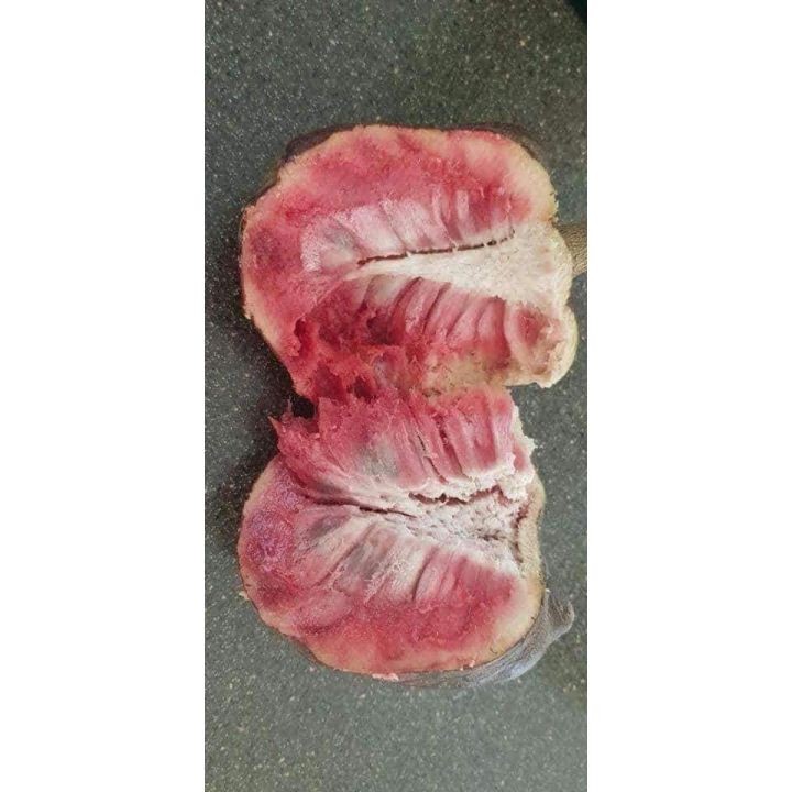 Cây GIỐNG NA ĐỎ ÚC. 6 tháng cho trái