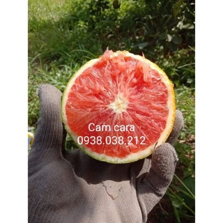 CÂY CAM CARA RUỘT ĐỎ KHÔNG HẠT ( CAM NGỌT , RUỘT MÀU ĐỎ ĐẸP MẮT )
