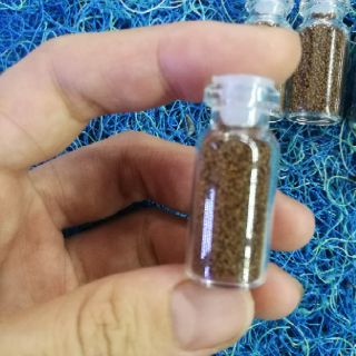 Hạt giống thủy sinh trân châu nhật