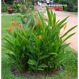 cây giống hoa chuối mỏ két