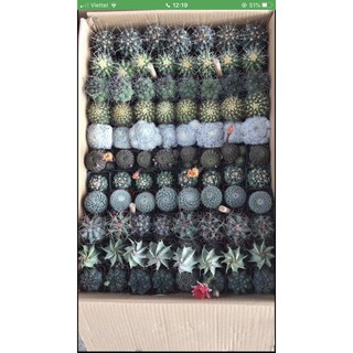 Combo 8 cây xương rồng mini