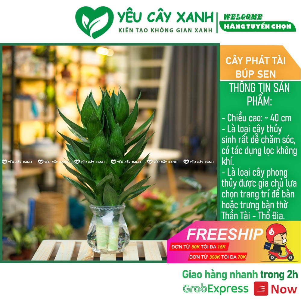 Cây Phát Tài Búp Sen Thủy Sinh kèm chậu thủy tinh