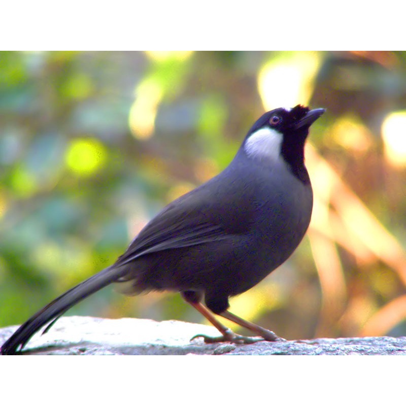 500g Cám chim khướu giàu dinh dưỡng, Vỗ béo & Kích lửa