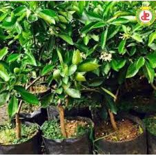 Chậu Cây Chanh Bông Tím Thái Lan đang bông trái.
