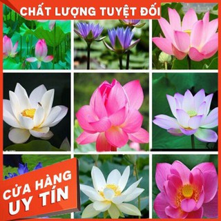 sale cực lớn sale cực lớn   HG3 Hạt giống sen nhật mini - sen bát - 1K/ hạt -9 màu tự chọn
