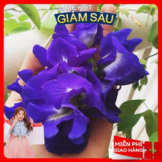 Hạt Giống Hoa Đậu Biếc Cánh Kép - 20 Hạt / Gói